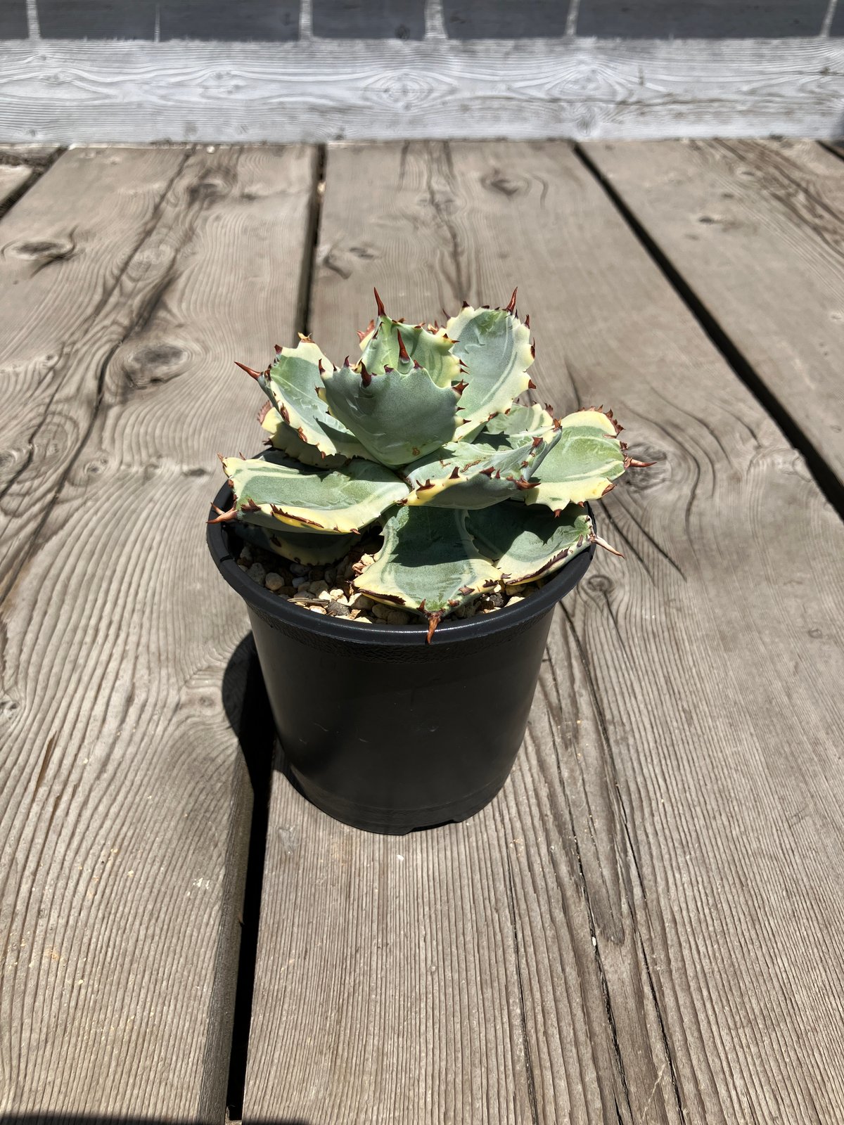 1210：アガベ 王妃兜蟹錦【U-A】HPN① | Home&Plants