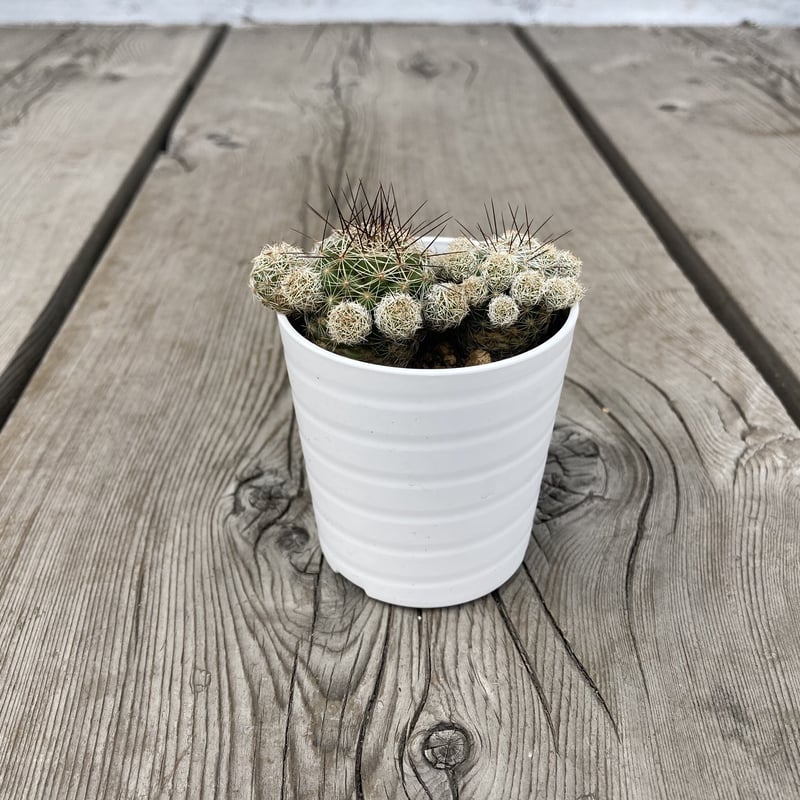 金沢華手毬 箔一】金沢箔扇子 彩美 灰桜（金沢箔）の小物〜 - 日本製高級