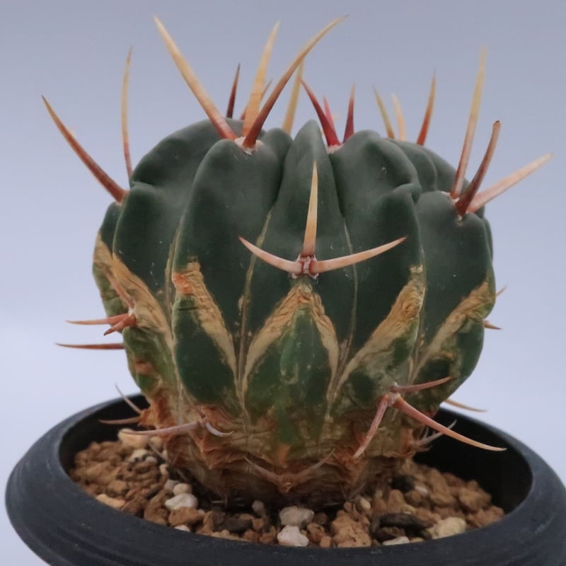 サボテン Amazon｜ITANSE 柱サボテン 2本植え 7号 1個売り【品種で