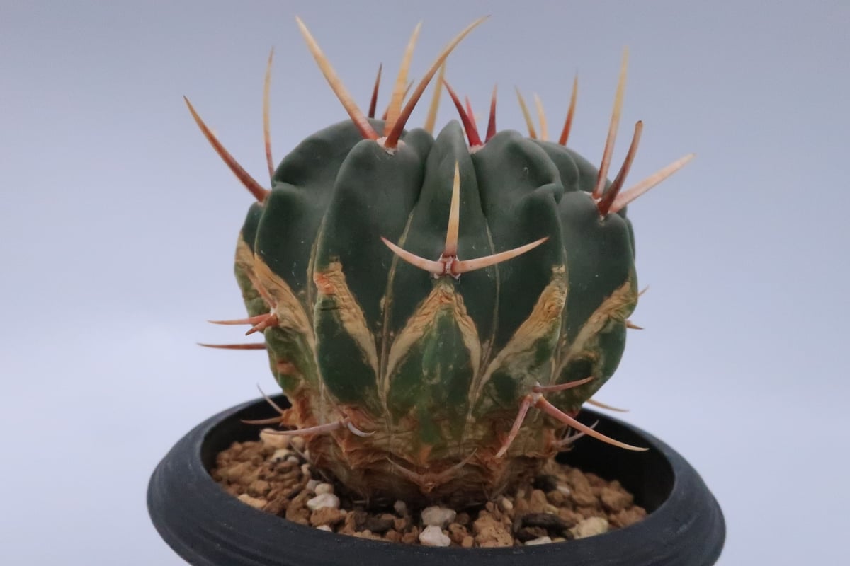 サボテン 竜剣丸 | Home&Plants