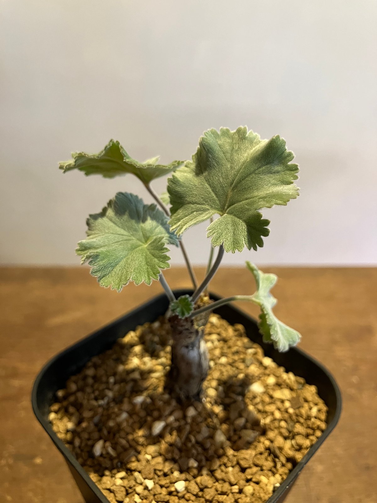 2349：ペラルゴニウム・ミラビレ 根挿し【MB】 | Home&Plants