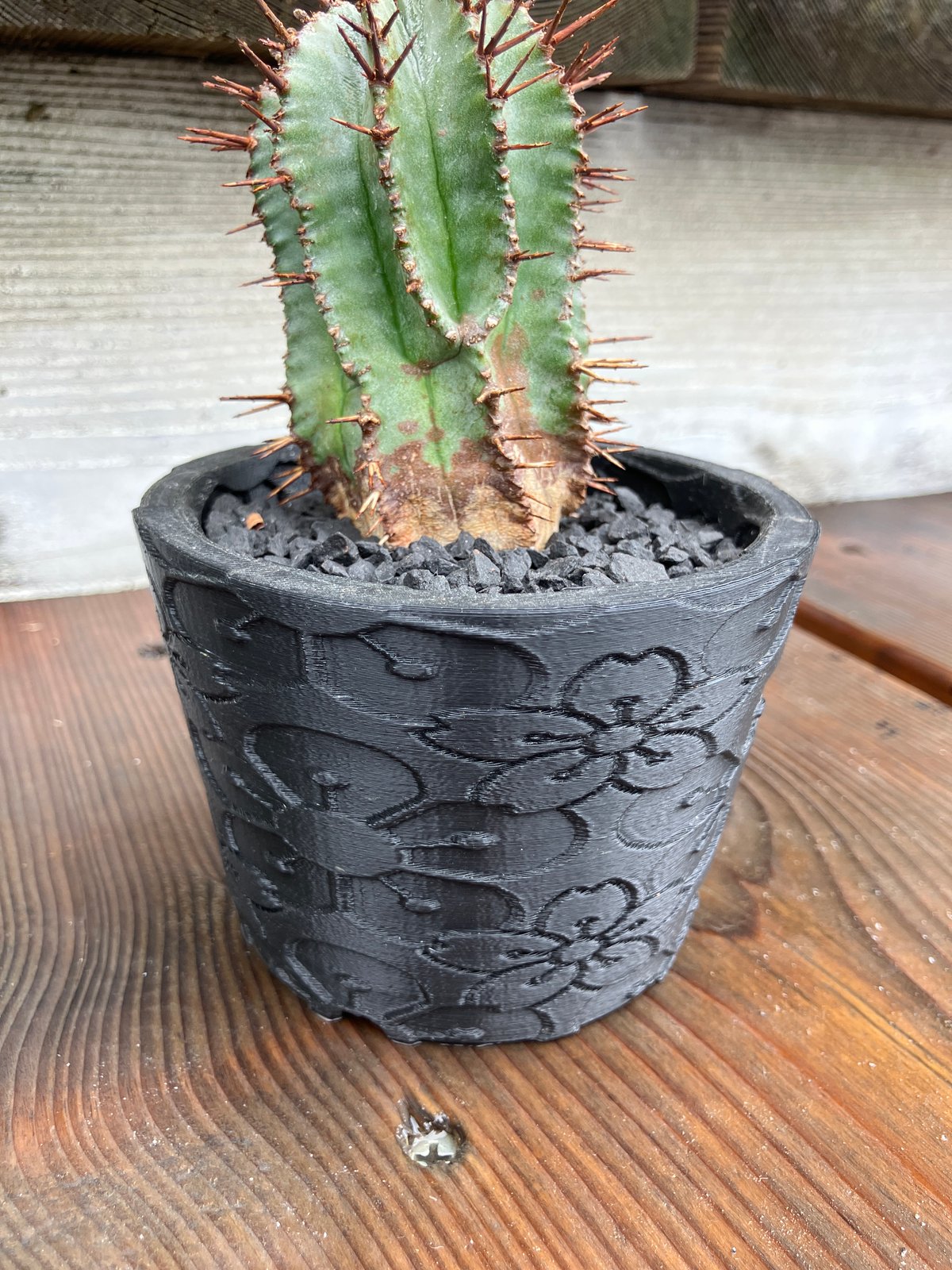 ユーフォルビア ホリダ 3D鉢 HPN① | Home&Plants ユーフォルビア ホリダ 3D鉢 HPN① | Home&Plants