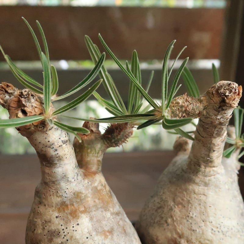 パキポディウム・グラキリス② 園芸ネット本店｜パキポディウム：グラキリス 2.5号 No.1 の通販【公式】