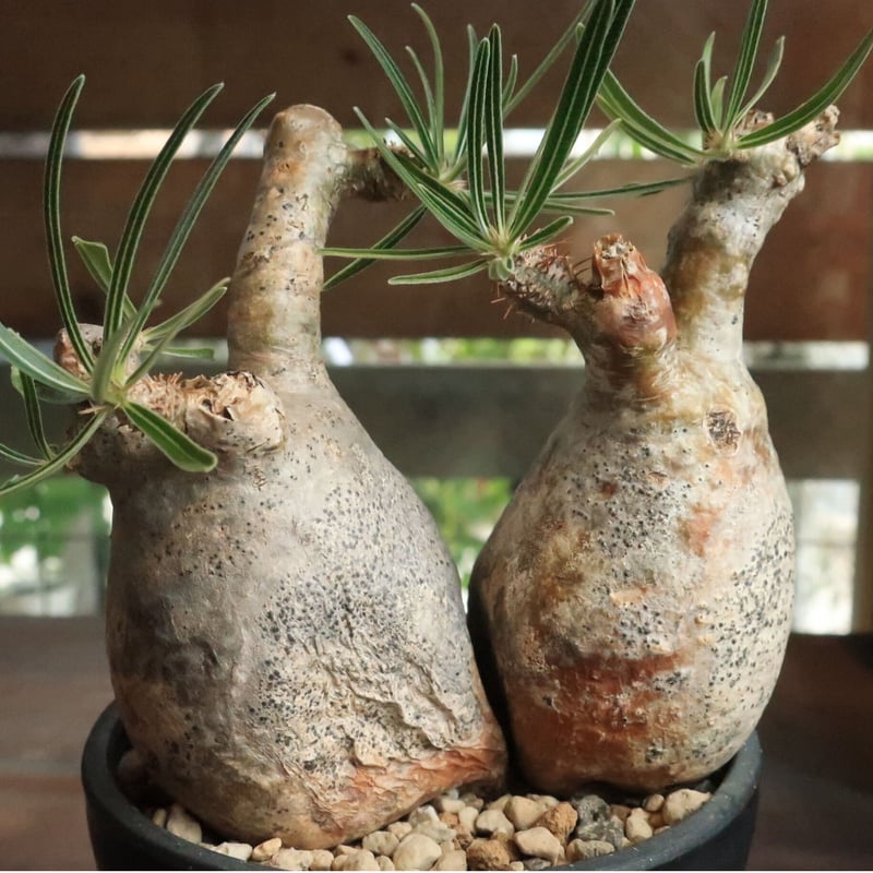 パキポディウム グラキリス 双頭株 | Home&Plants