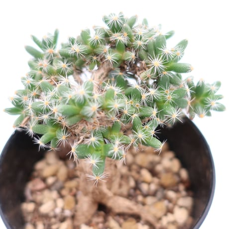 CATEGORY 多肉植物 | Home&Plants CATEGORY 多肉植物 | Home&Plants