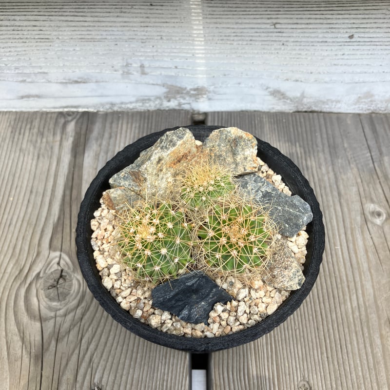 タマ fea33a37-a1ac-4999-bbac-