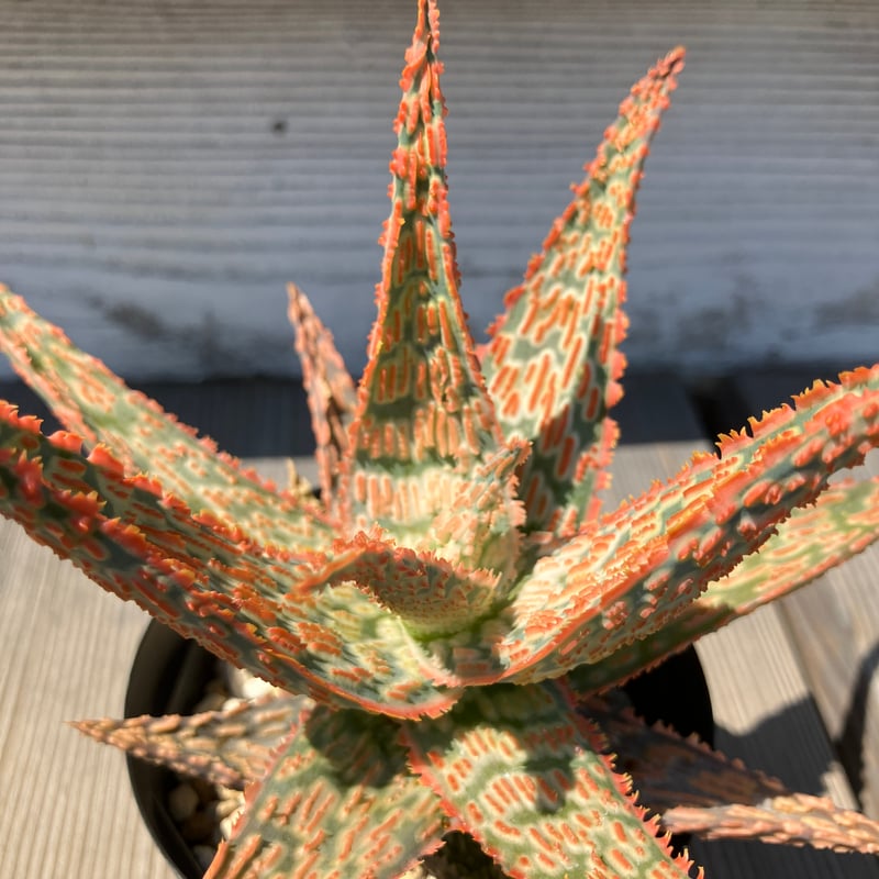 1326：アロエ ハイブリッド 【13/5】 | Home&Plants