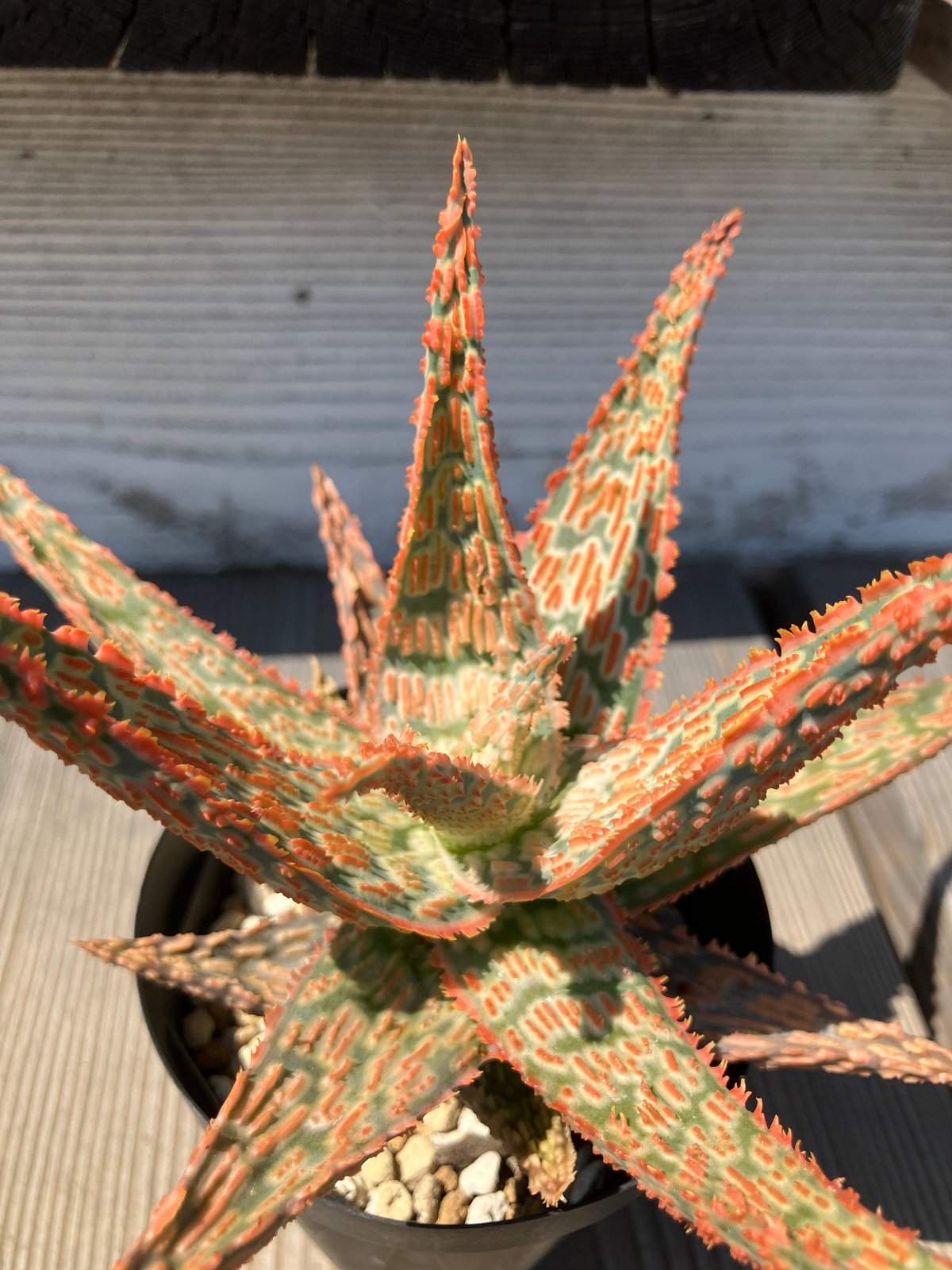 1326：アロエ ハイブリッド 【13/5】 | Home&Plants