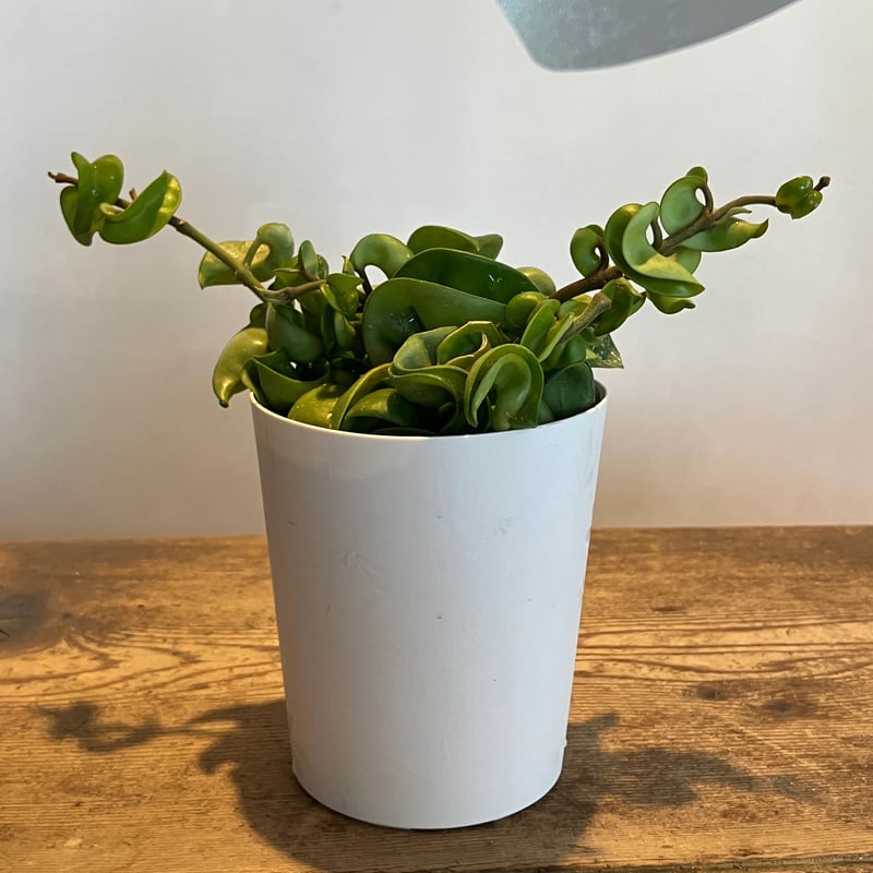 ホヤ カルノーサ コンパクタ 3.5号 | Home&Plants