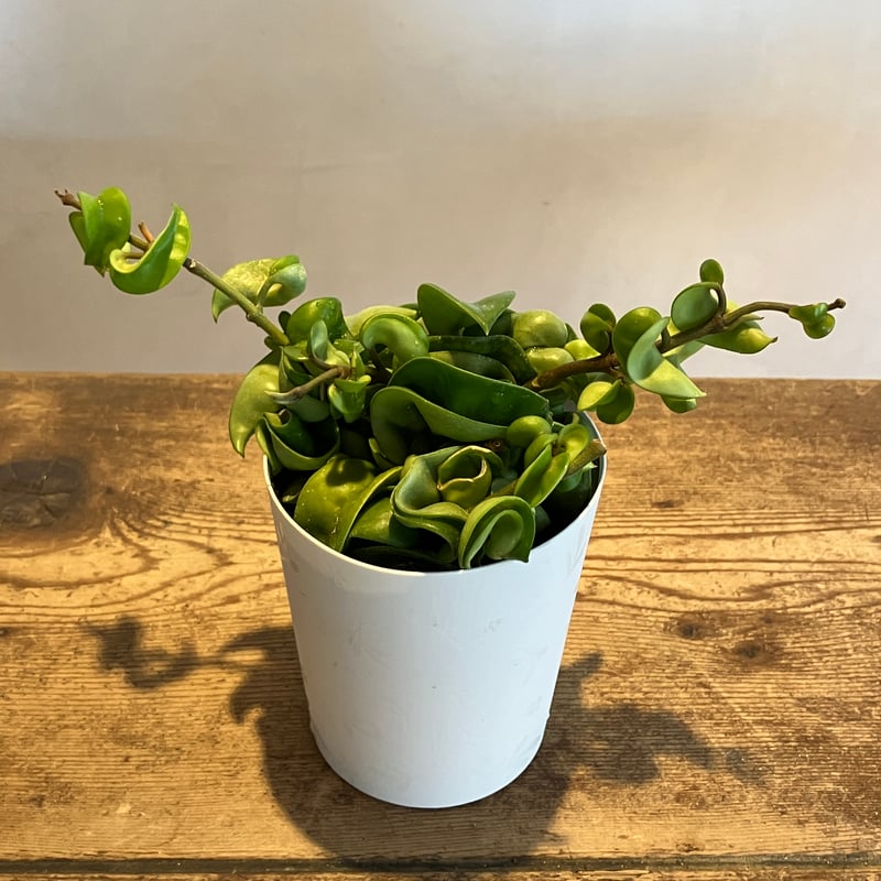 ホヤ カルノーサ コンパクタ 3.5号 | Home&Plants