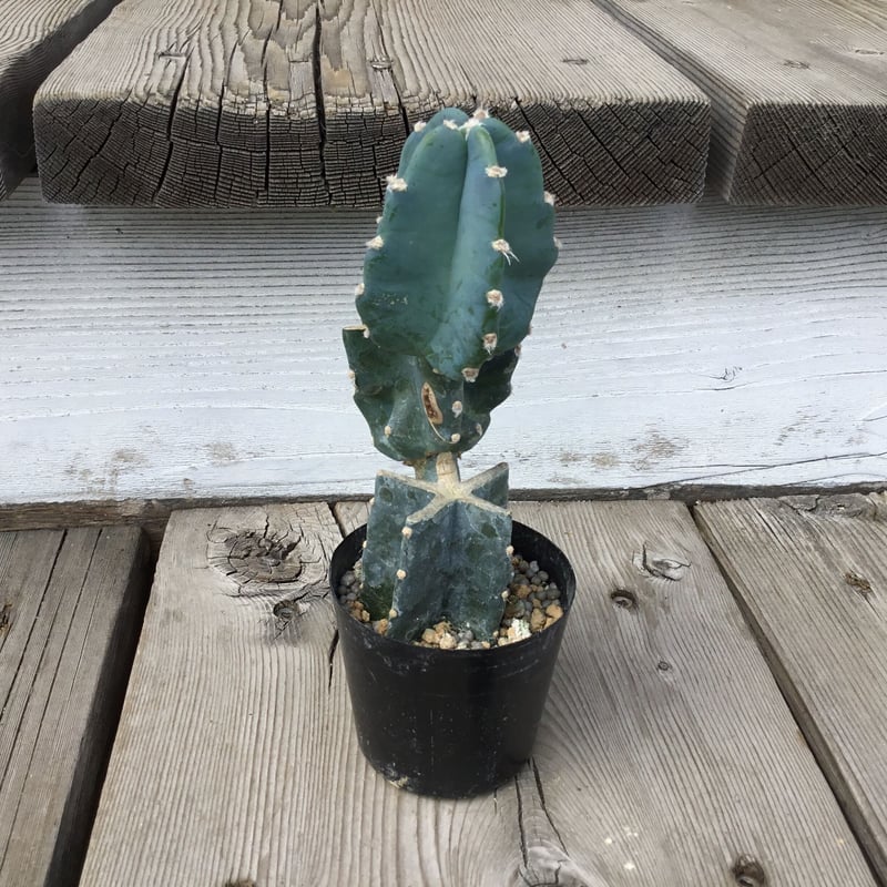 柱サボテン ブランチ 2号 HPN① | Home&Plants