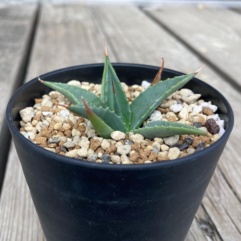 在庫1点 アガベ ユタエンシス カイバベンシス錦 斑入り 大株 【公式通販】