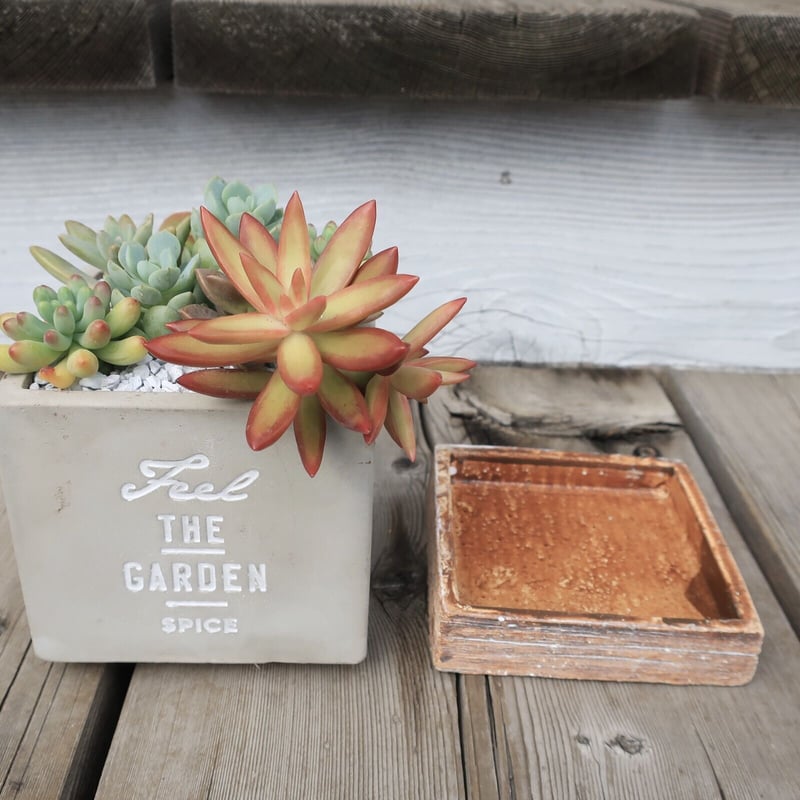 多肉寄せ植え② THE GARDEN | Home&Plants