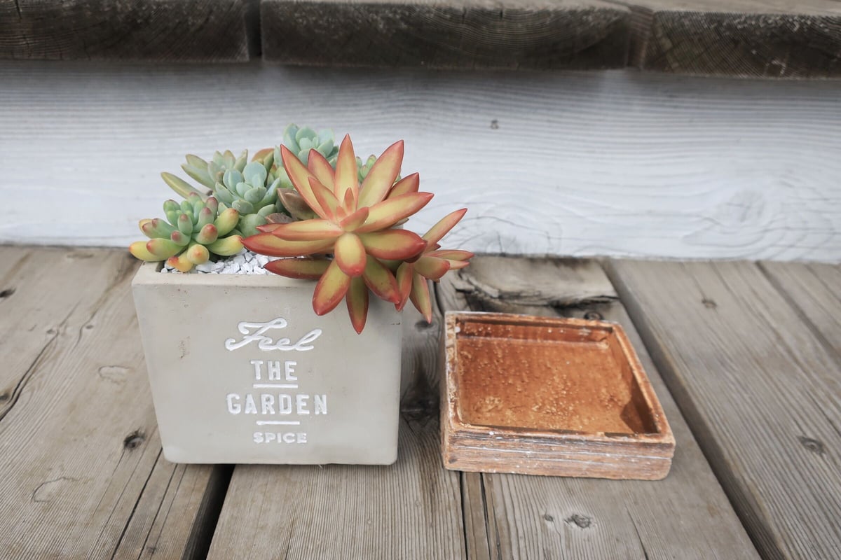 多肉寄せ植え② THE GARDEN | Home&Plants