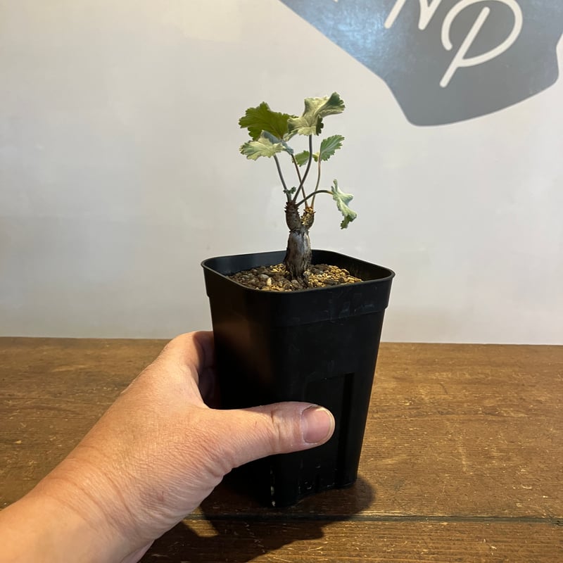 2349：ペラルゴニウム・ミラビレ 根挿し【MB】 | Home&Plants