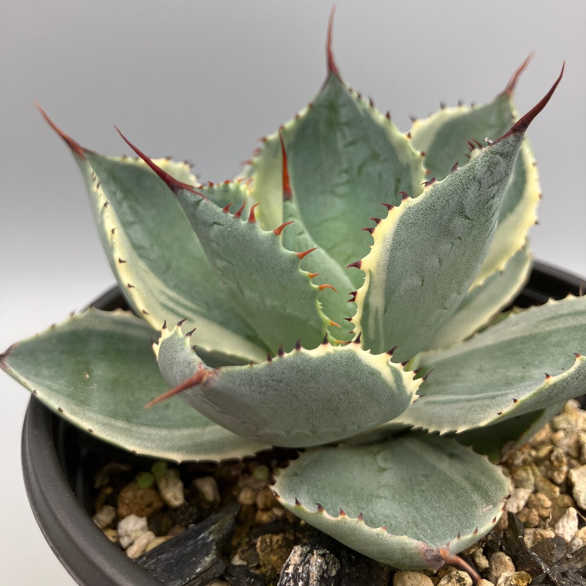 2293：アガベ 雷神錦 20【U-A 1109】 HPN② | Home&Plants