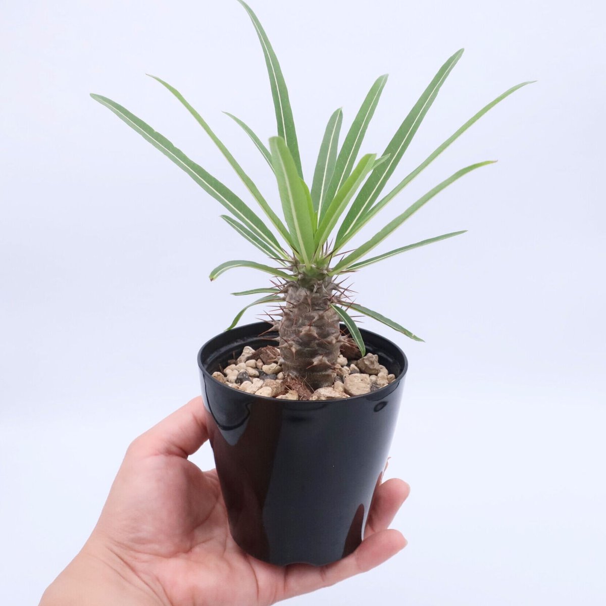 パキポディウム ミケア 3.5号 ① | Home&Plants