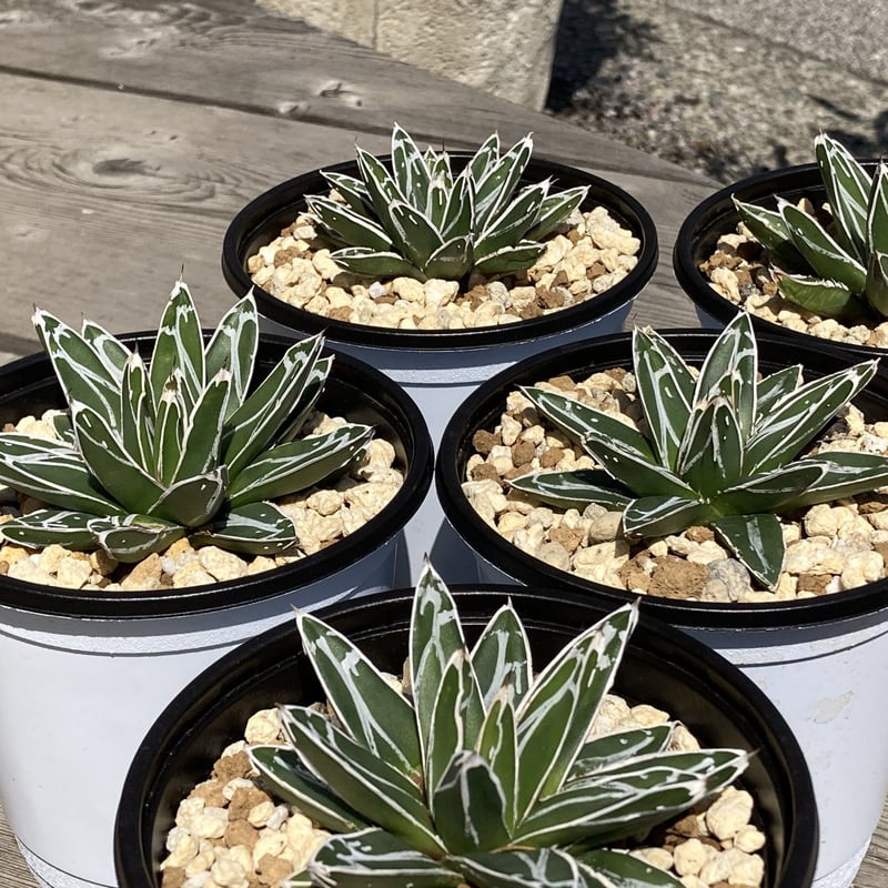 アガベ 笹の雪【U-A】 | Home&Plants