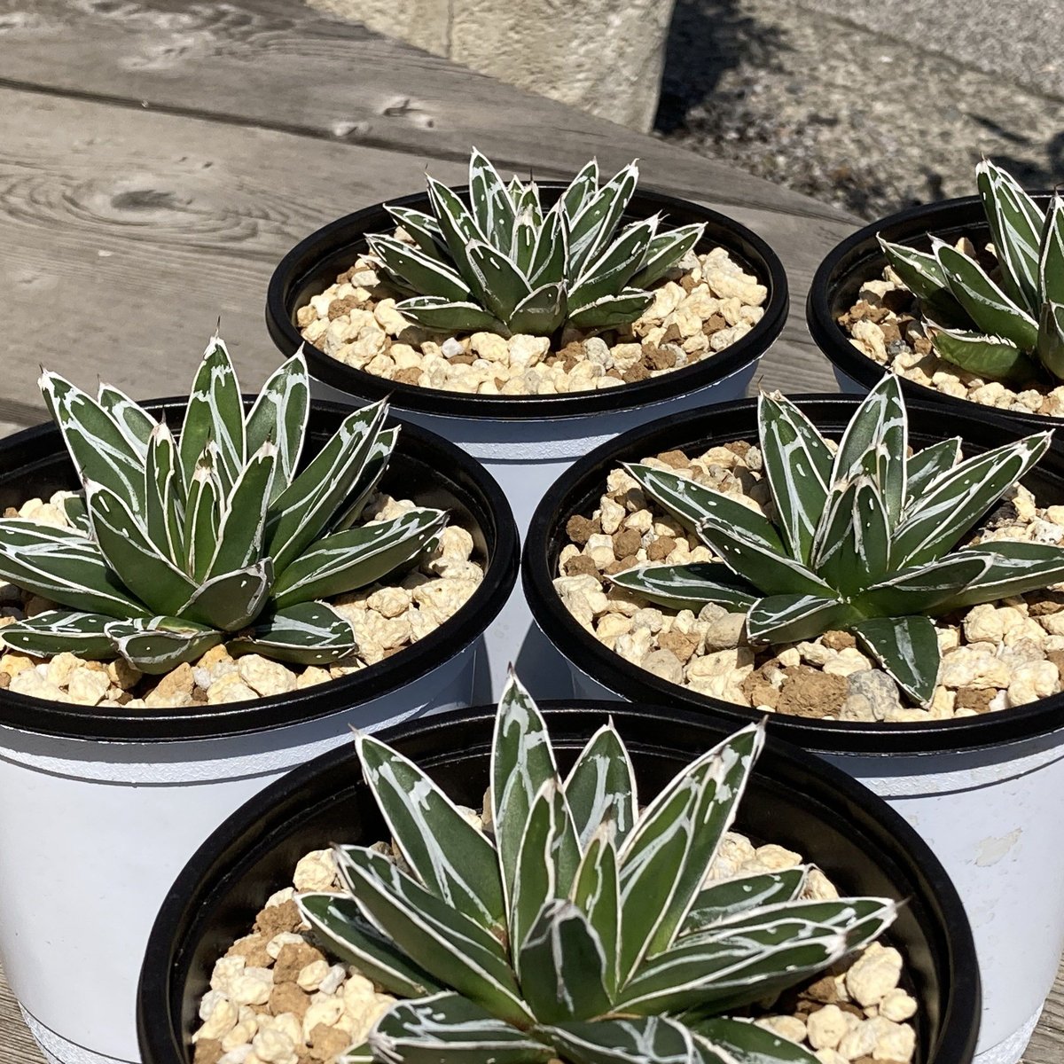 アガベ 笹の雪【U-A】 | Home&Plants