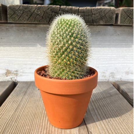 小平丸(実生) CATEGORY サボテン | Home&Plants