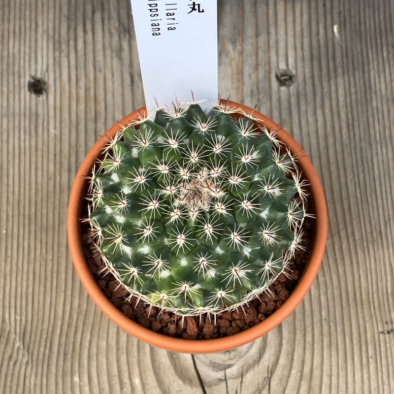 サボテン(素焼鉢) 3号 桃花丸 | Home&Plants