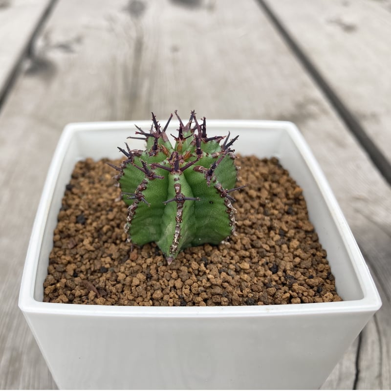 ユーフォルビア ポリゴナ | Home&Plants