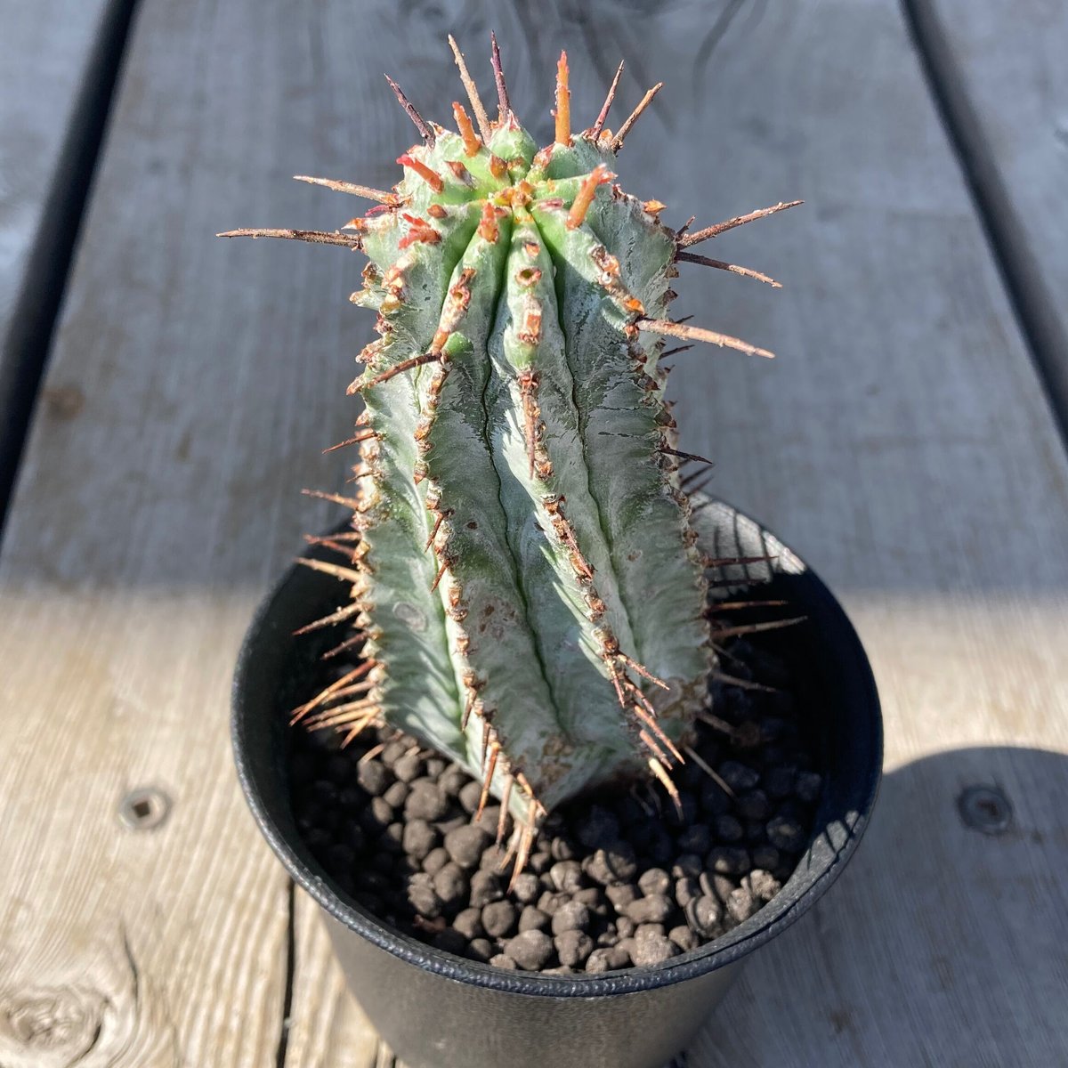 761：ユーフォルビア ホリダ | Home&Plants