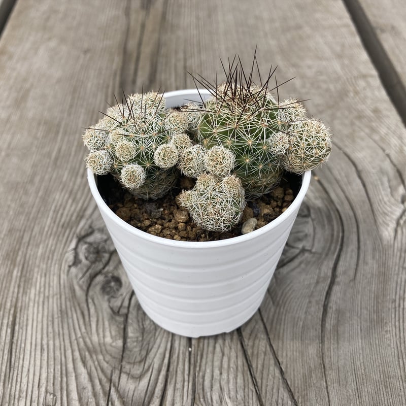 ハナサボテン 赤花銀手毬 2.5号 | Home&Plants