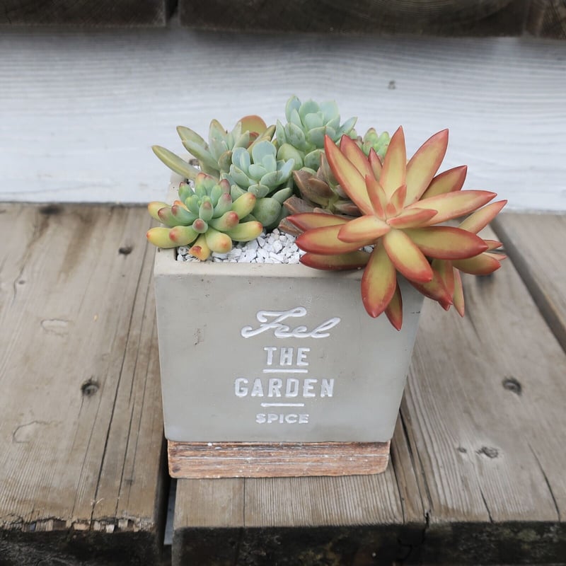 多肉寄せ植え② THE GARDEN | Home&Plants