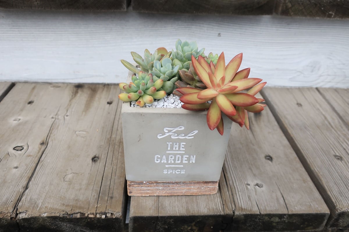 多肉寄せ植え② THE GARDEN | Home&Plants