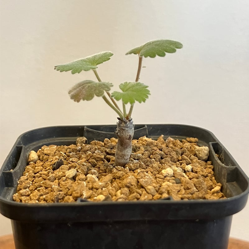 1547：ペラルゴニウム ミラビレ 細【MB】 | Home&Plants