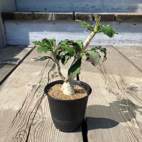 ユーフォルビア　アンボボンベンシス　塊根植物 Euphorbia ambovombensis【ユーフォルビア・アンボボンベンシス