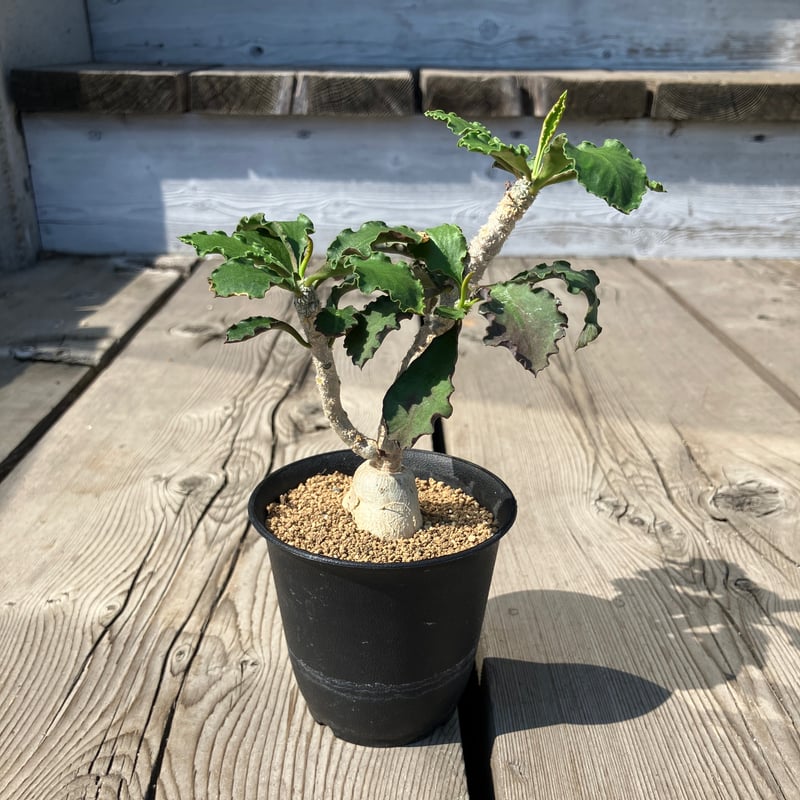 ユーフォルビア　アンボボンベンシス 2064：ユーフォルビア・アンボボンベンシス | Home&Plants