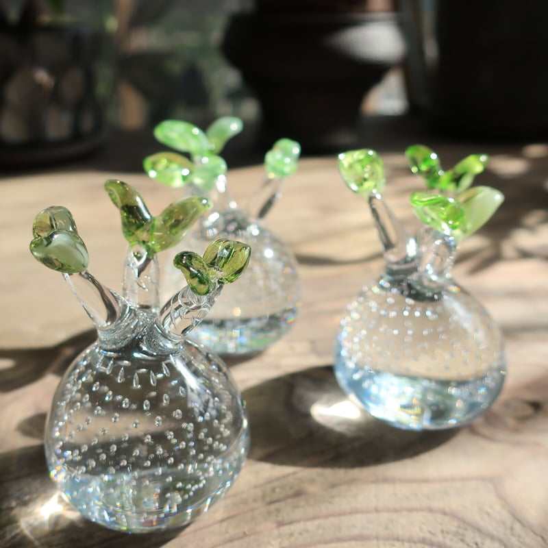 592：硝子 パキポディウム グラキリス ＝再入荷＝ | Home&Plants