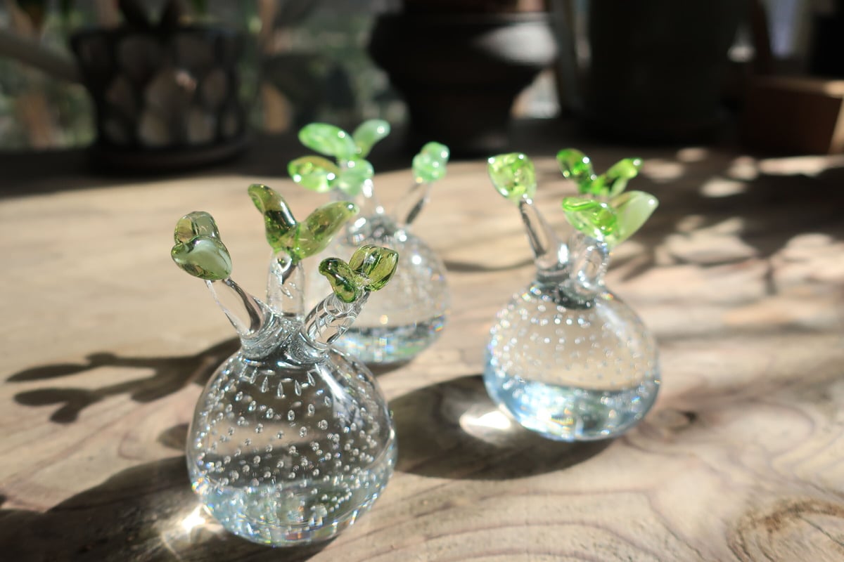 592：硝子 パキポディウム グラキリス ＝再入荷＝ | Home&Plants
