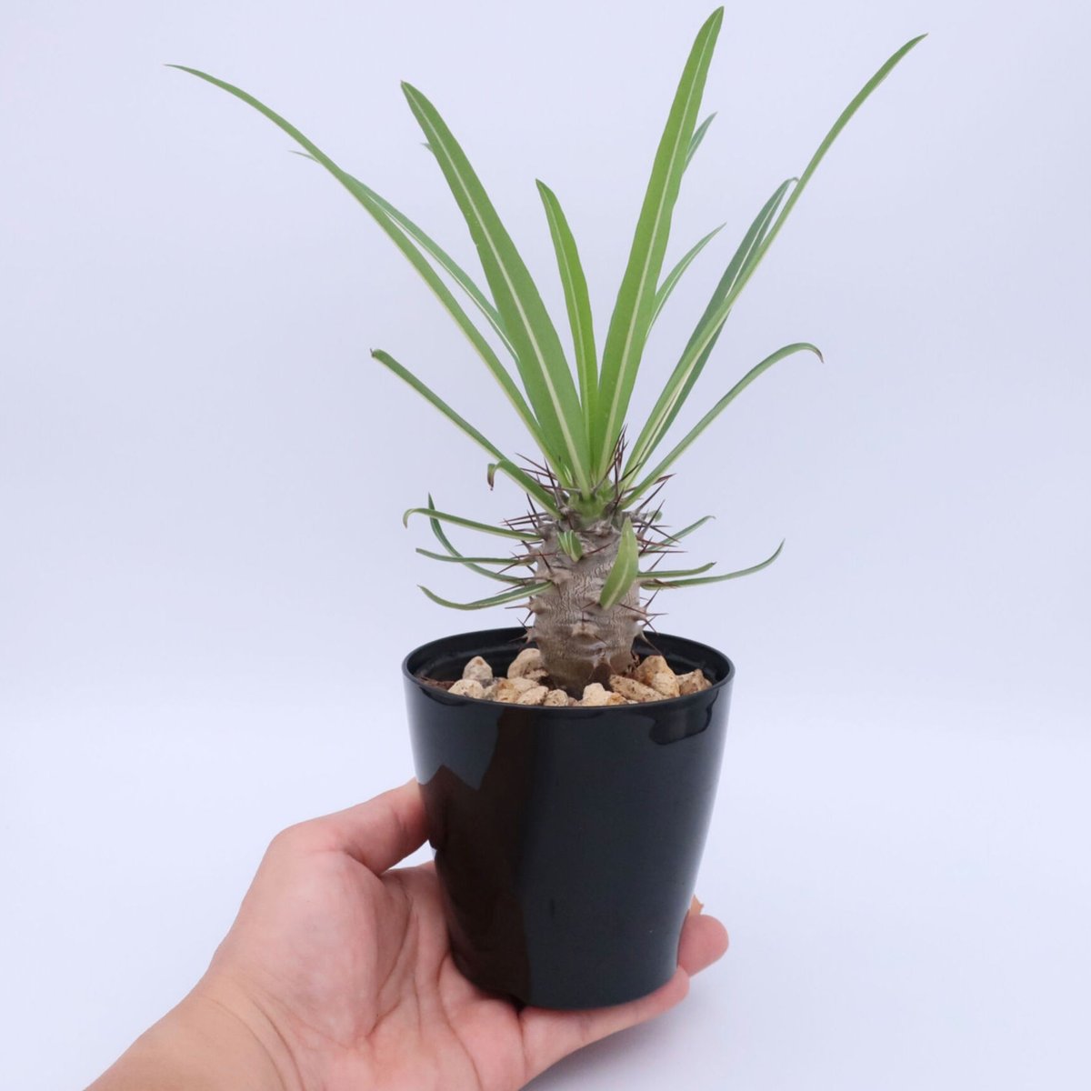 パキポディウム　ミケア　大株　現品 パキポディウム ミケア 国内実生 | mana's farm:塊根植物