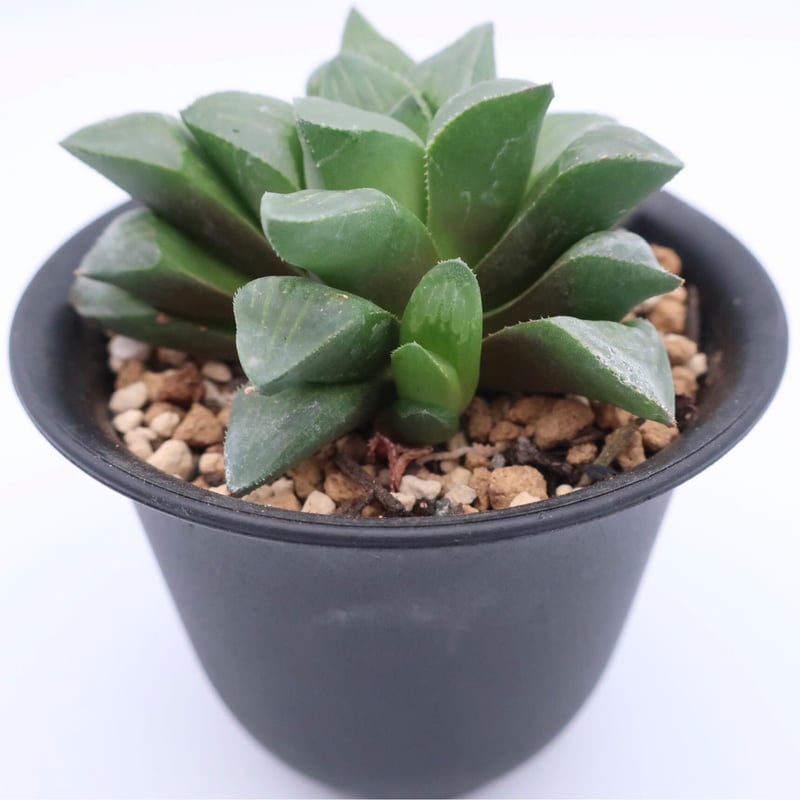 38d ハオルチア　多肉植物　龍脈寿　自家繁殖 38d ハオルチア 多肉植物 龍脈寿 自家繁殖 観葉植物