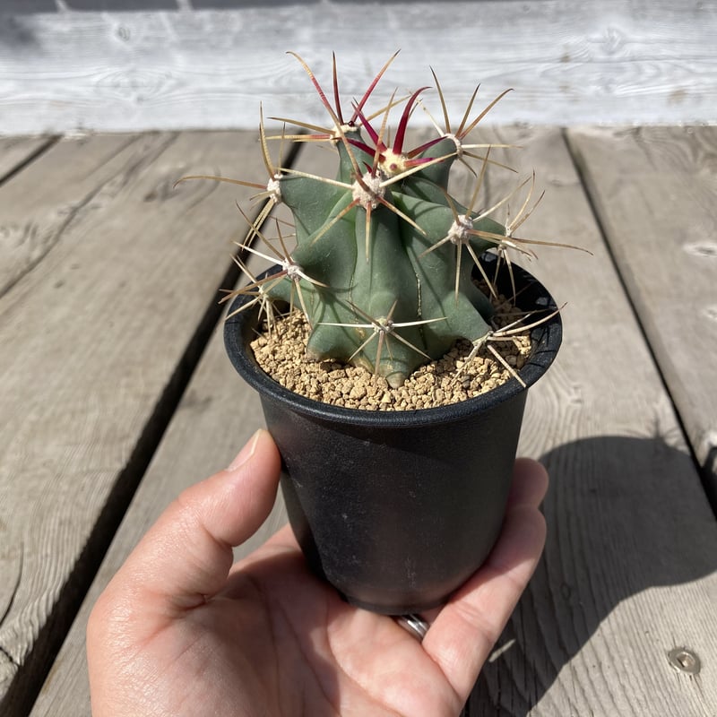 サボテン フエロカクタス 偉冠竜 | Home&Plants