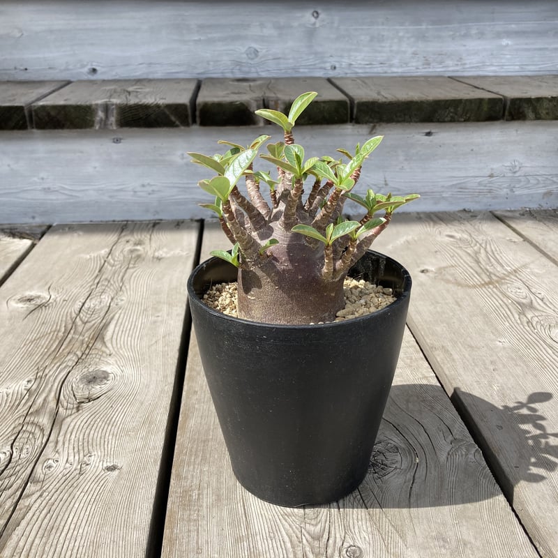 アデニウム アラビカム ブラックワイルドボワ 5号 HPN | Home&Plants
