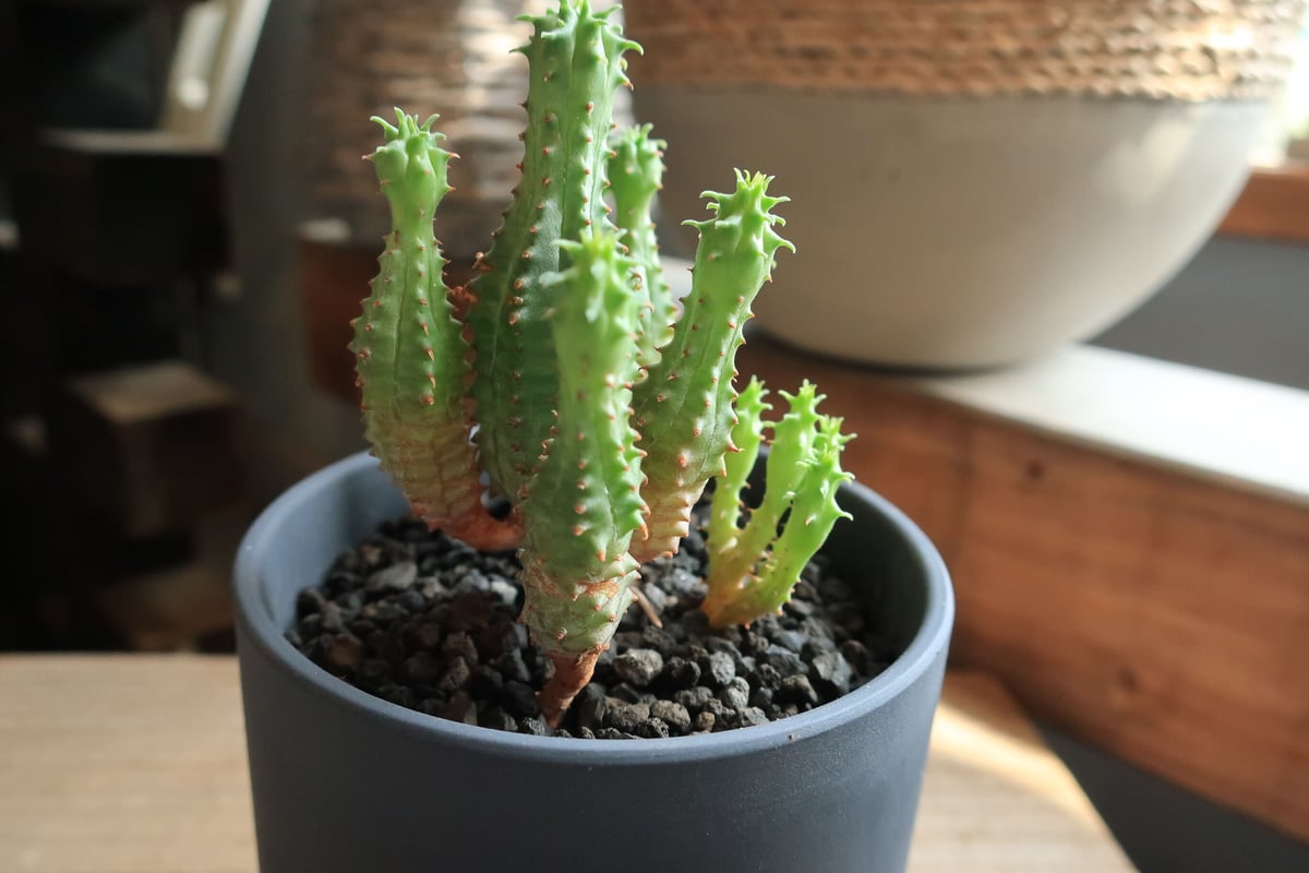 ユーフォルビア プセウドグロボーサ リア黒鉢 | Home&Plants
