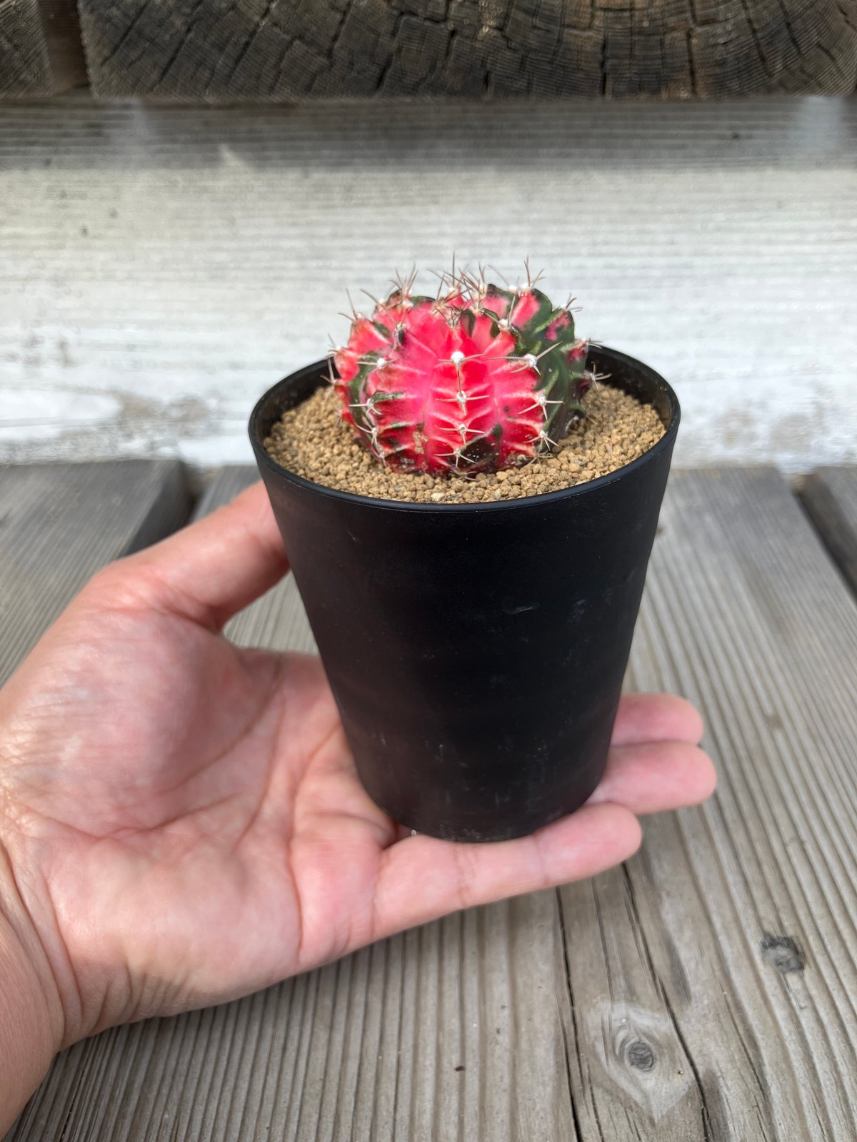 2938：ギムノカリキウム'ヒボタンニシキ' HPN② | Home&Plants