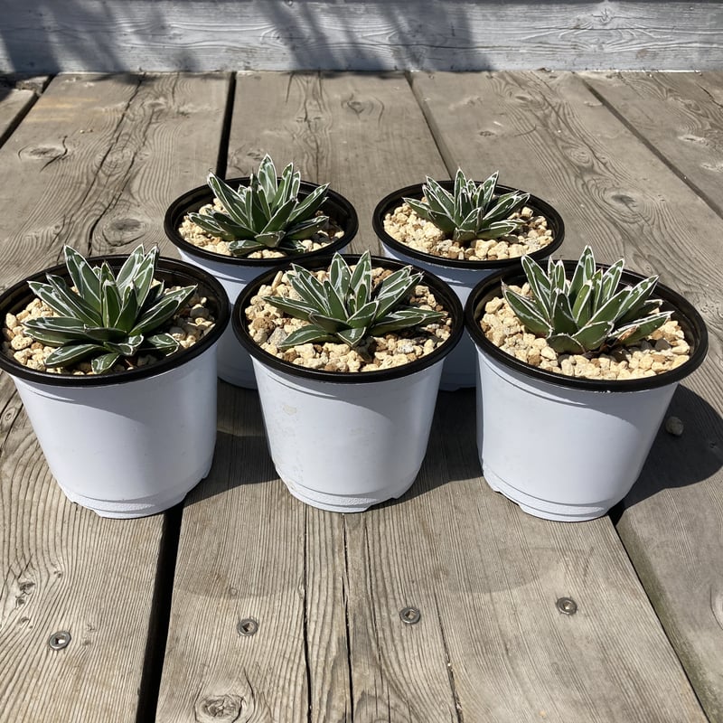 アガベ 笹の雪【U-A】 | Home&Plants