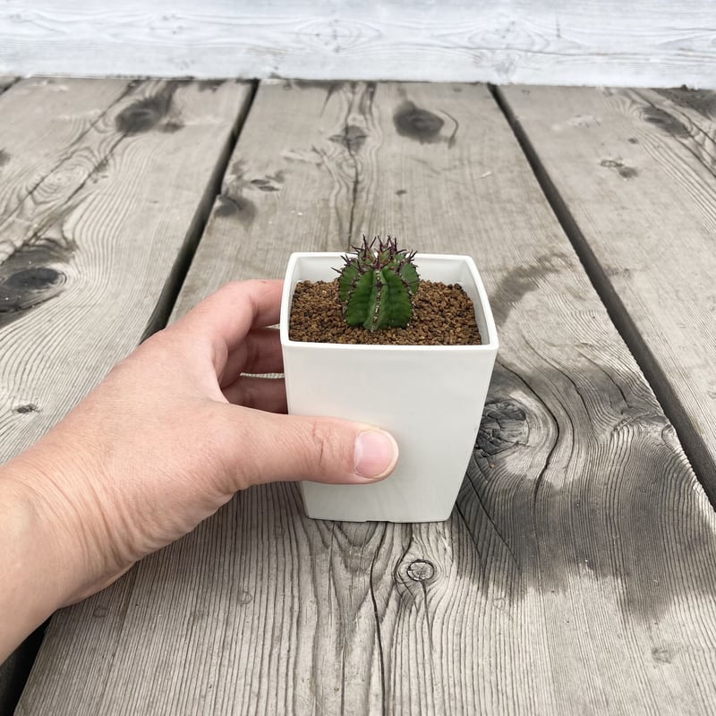 ユーフォルビア ポリゴナ | Home&Plants ユーフォルビア ポリゴナ | Home&Plants