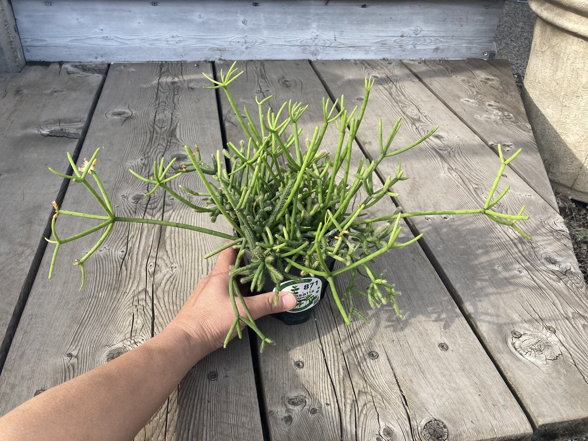 【専用】リプサリス✳︎さま リプサリス プリスマティカ 4号 | Home&Plants