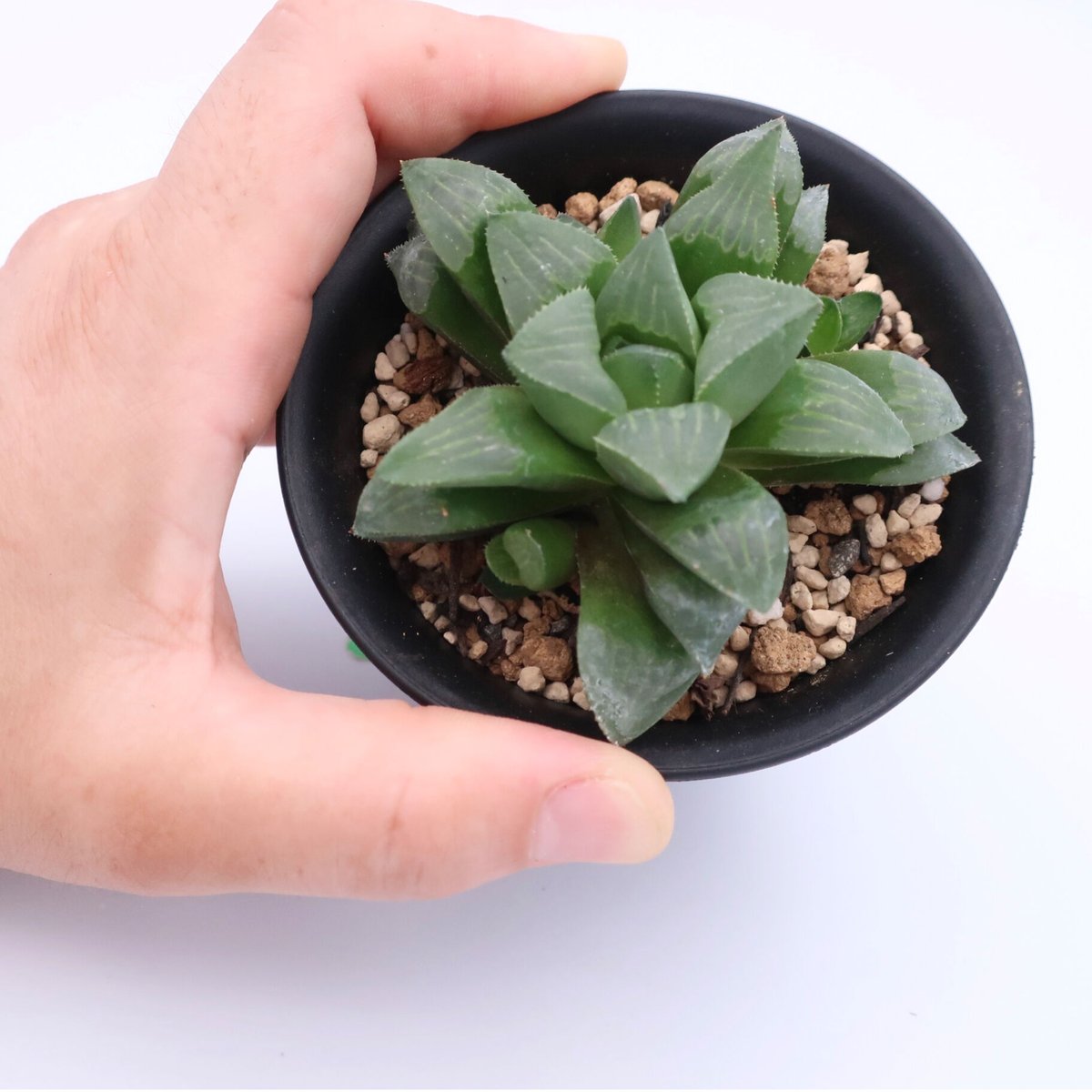 自家繁殖 114k 多肉植物 実生寿 しる ハオルチア 自家繁殖 114k 多肉植物 実生寿 しる ハオルチア