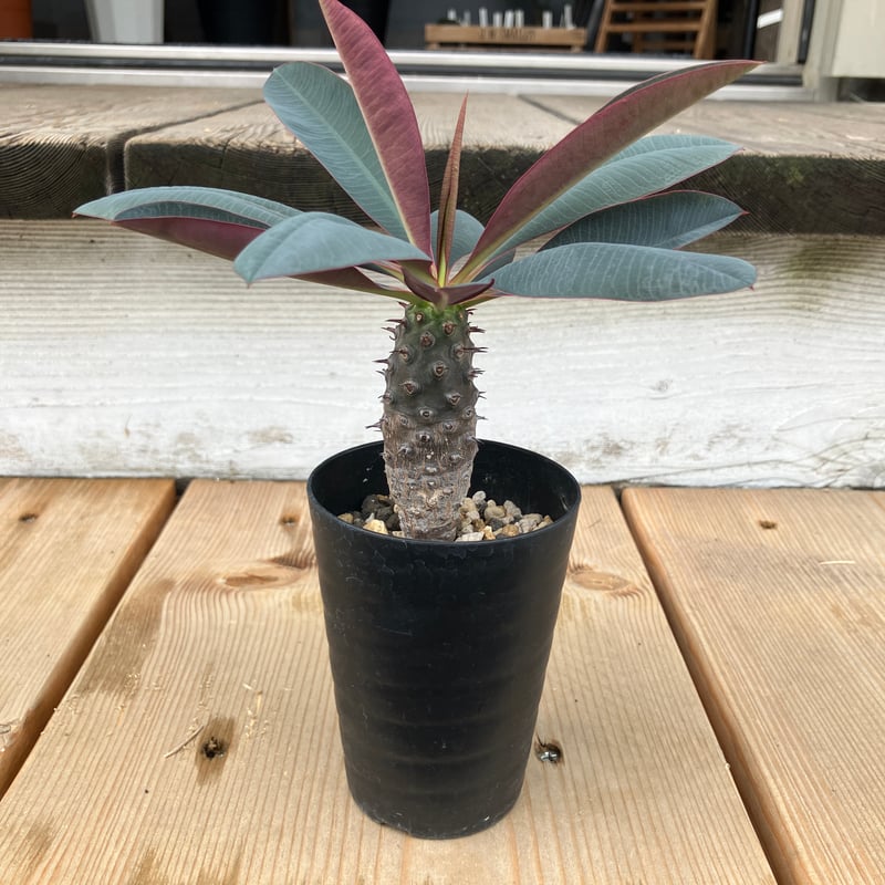 ユーフォルビア パキポディオイデス 2.5号 HPN① | Home&Plants