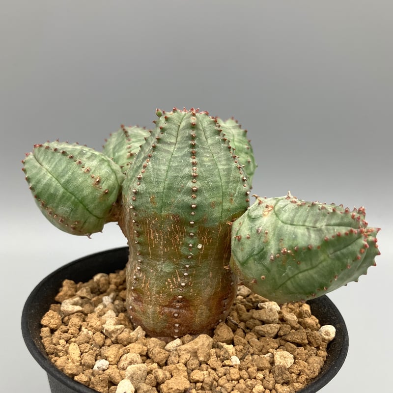 ユーフォルビア オベサブロウ Euphorbia Obesablow【ユーフォルビア・オベサブロウ】 | RIMO'S