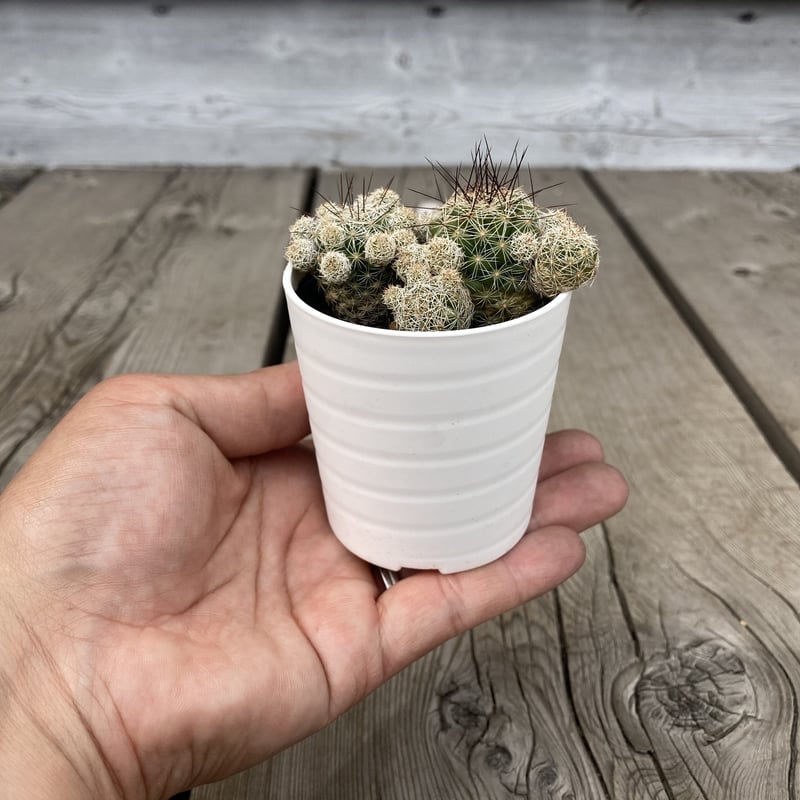 ハナサボテン 赤花銀手毬 2.5号 | Home&Plants