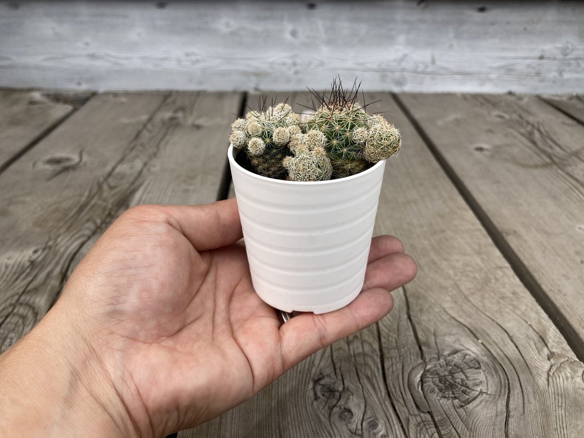 ハナサボテン 赤花銀手毬 2.5号 | Home&Plants