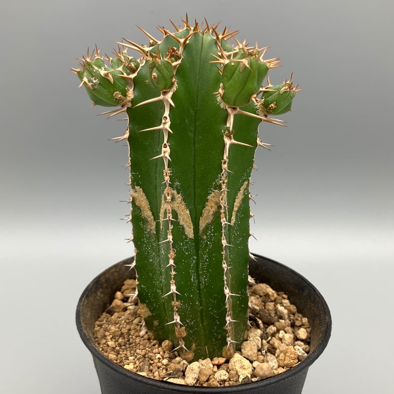 ユーフォルビア 大正キリン 3号 | Home&Plants